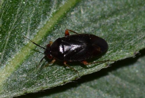Salicarus roseri